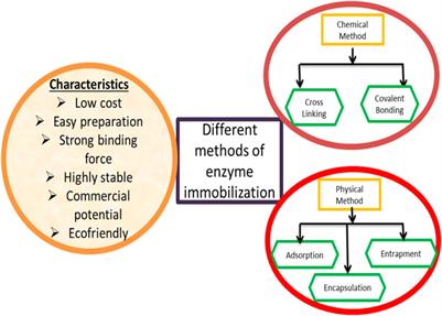 An Insight in Developing Carrier-Free Immobilized Enzymes